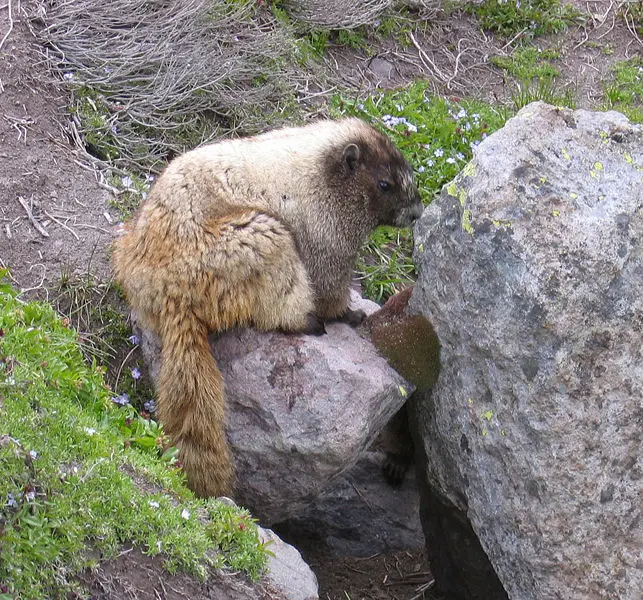 File:Hoary marmot2.jpg