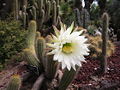 Thumbnail for version as of 15:12, 25 November 2007
