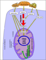 Thumbnail for version as of 02:48, 12 June 2006