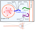 Thumbnail for version as of 20:21, 10 August 2008