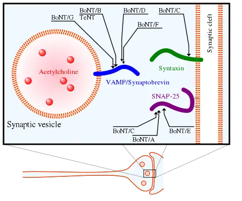 File:Presynaptic CNTs targets.svg