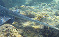 Thumbnail for version as of 02:05, 3 June 2008