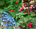 Thumbnail for version as of 14:23, 14 April 2008