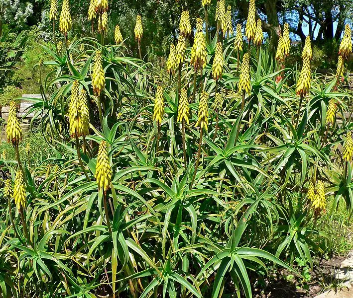 File:Aloe striatula 1.jpg