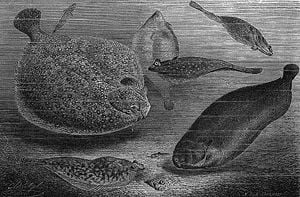 19th c. engraving depicting several types of flatfish