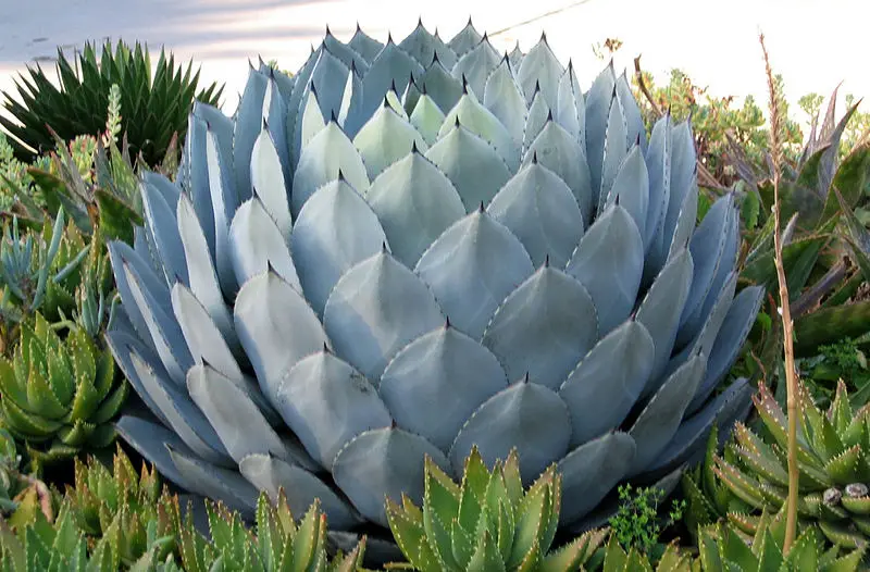 File:California Cabbage Cactus.jpg