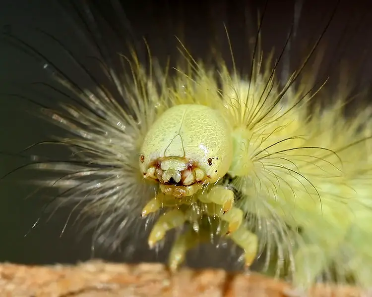 File:Calliteara pudibunda 18d.jpg