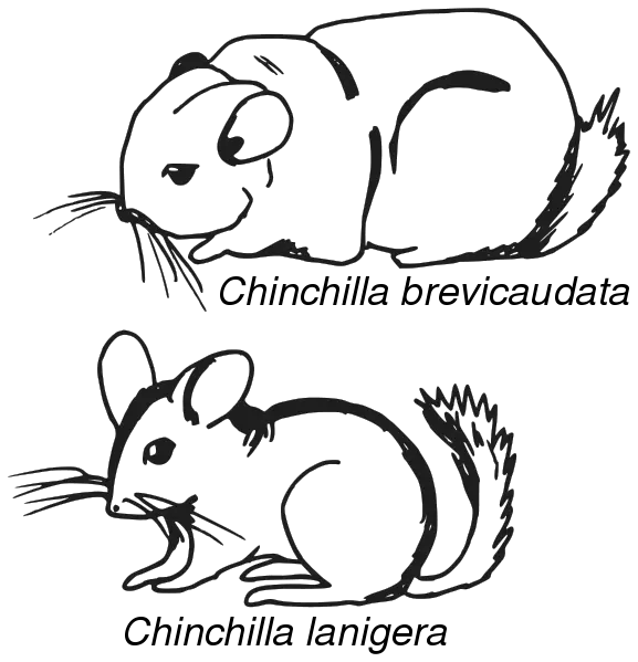 File:Chinchilla - croquis comparatif.svg