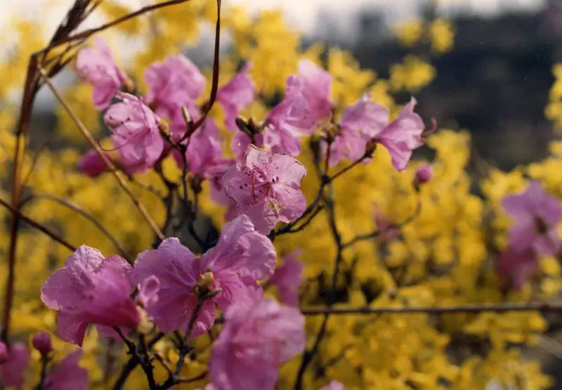 File:Flowers around Seoul 5.jpg