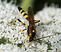 Thumbnail for version as of 12:52, 19 November 2008