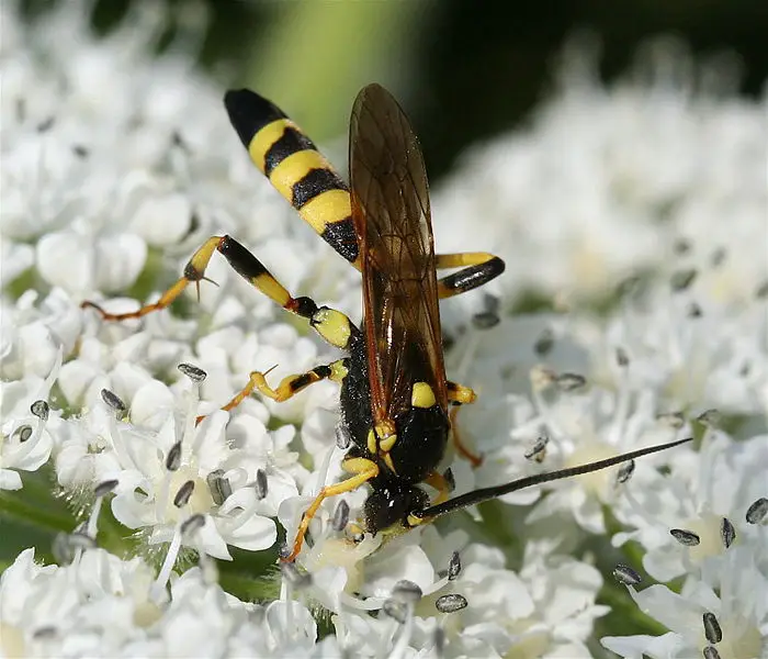 File:IC Ichneumon.JPG