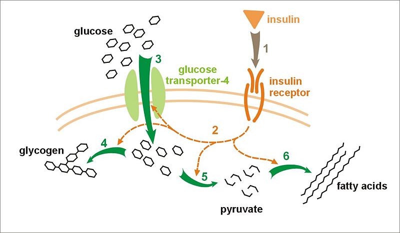 File:Insulin glucose metabolism.jpg
