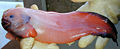 Thumbnail for version as of 17:02, 20 October 2008