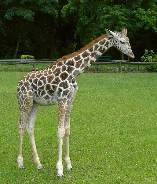 File:Giraffa camelopardalis rothschildi (young).jpg