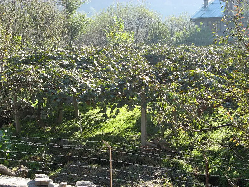 File:KiwifarmHP356.JPG