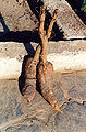 Thumbnail for version as of 13:52, 14 November 2008
