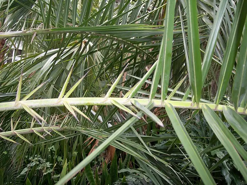 File:Phoenixacanthophylls.JPG