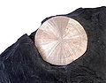 Thumbnail for version as of 00:08, 18 October 2006
