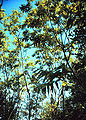 Thumbnail for version as of 19:56, 14 November 2007