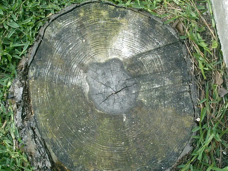 File:Pine tree rings.JPG