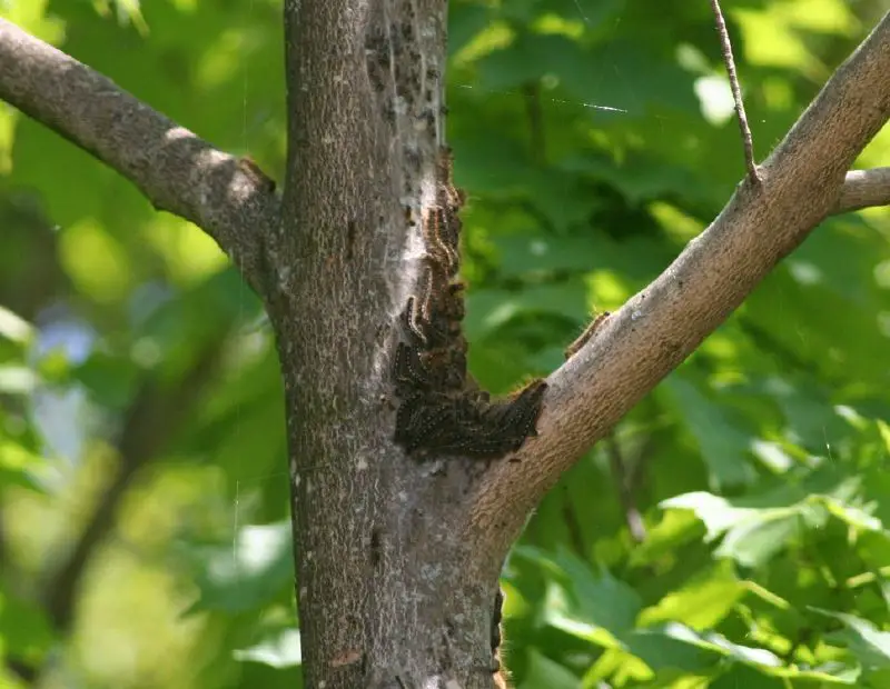 Tent caterpillar - New World Encyclopedia