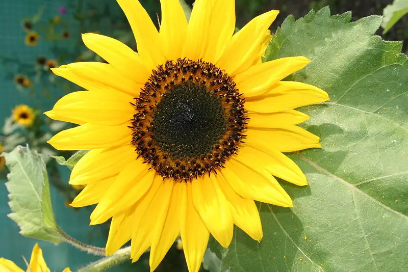 File:Tournesol JPG01.jpg