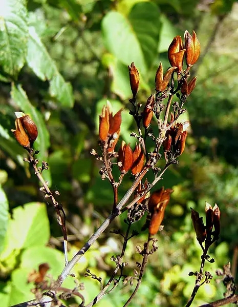 File:2006-10-30Syringa03.jpg