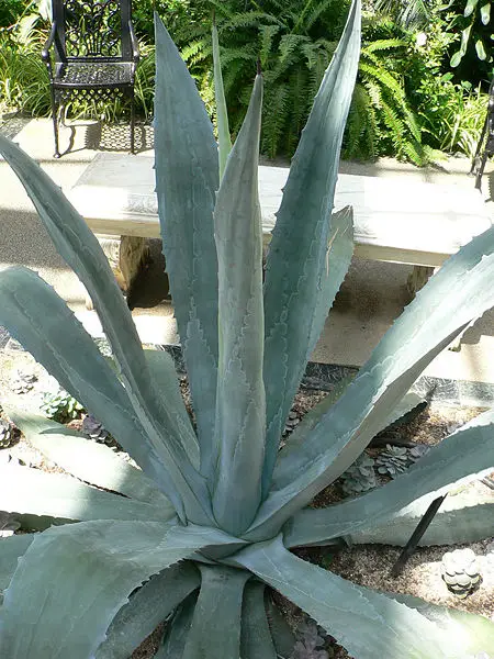 File:Agave americana4.jpg