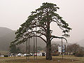 Thumbnail for version as of 16:25, 19 August 2007