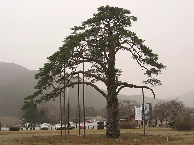 File:Beopjusa bowing tree.jpg