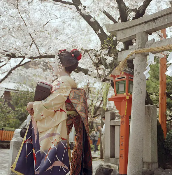 File:Cherry blossom geisha.jpg