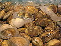Thumbnail for version as of 22:54, 9 August 2008