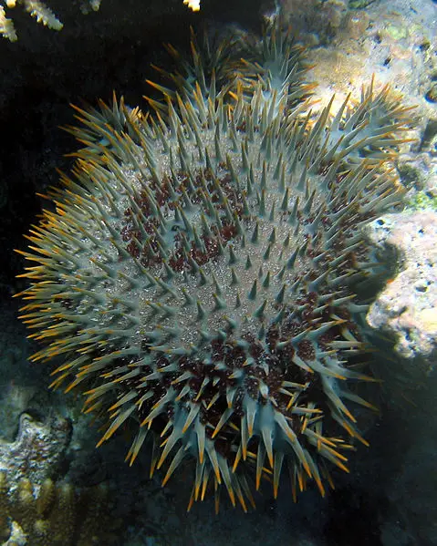 File:CrownofThornsStarfish Fiji 2005-10-12.jpg