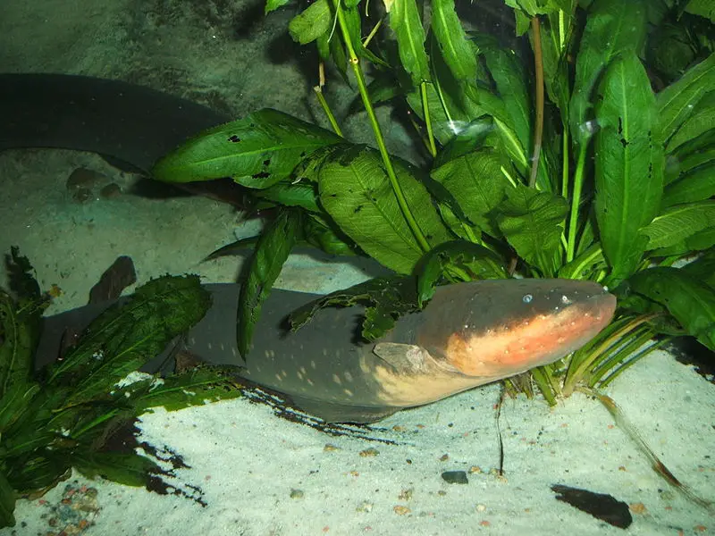 File:Electric-eel.jpg
