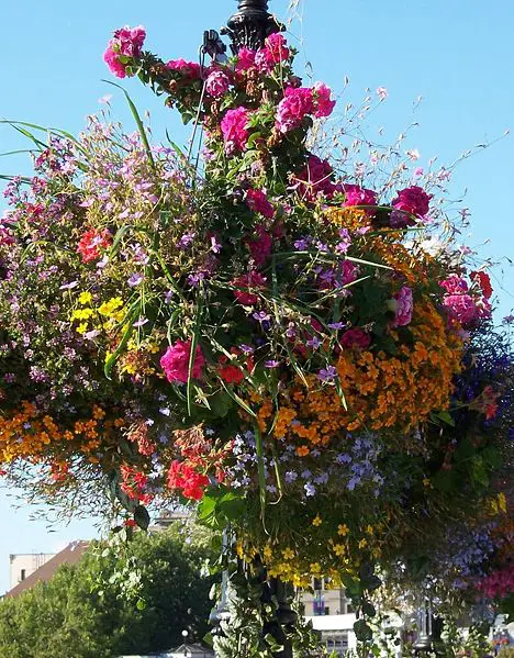 File:Flower-basket-victoria-BC.JPG
