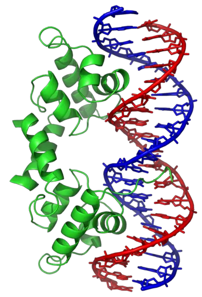 File:Lambda repressor 1LMB.png