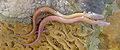 Thumbnail for version as of 17:57, 30 March 2007