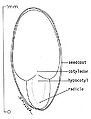 Thumbnail for version as of 23:51, 5 May 2006