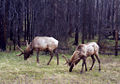 Thumbnail for version as of 09:32, 20 November 2007
