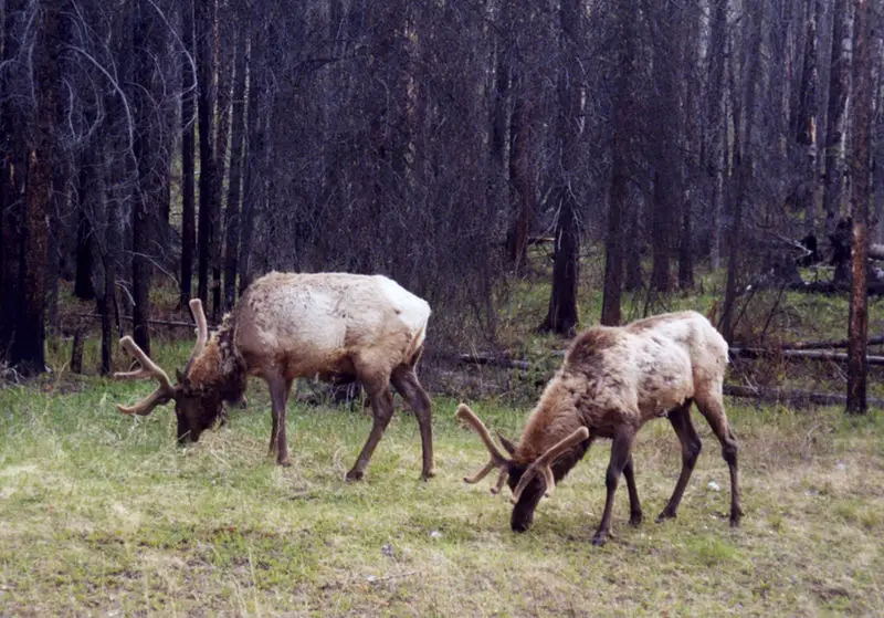 File:Two elk banff.jpg