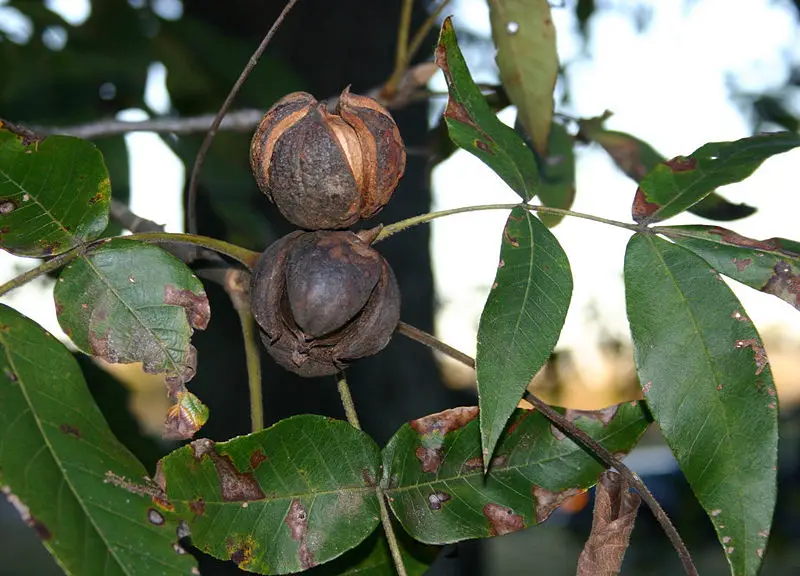 File:Hickory nuts 6060.JPG