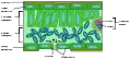 Thumbnail for version as of 23:21, 1 May 2006