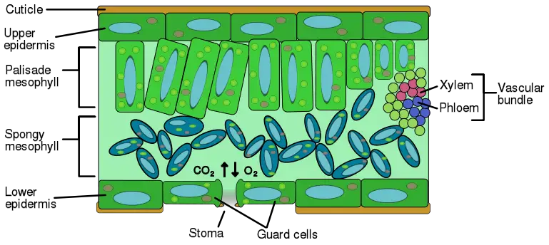 File:Leaf anatomy.svg