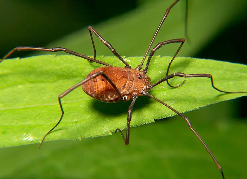 File:Opiliones harvestman.jpg