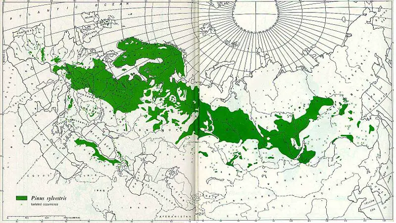 File:ScotsPine map.jpg