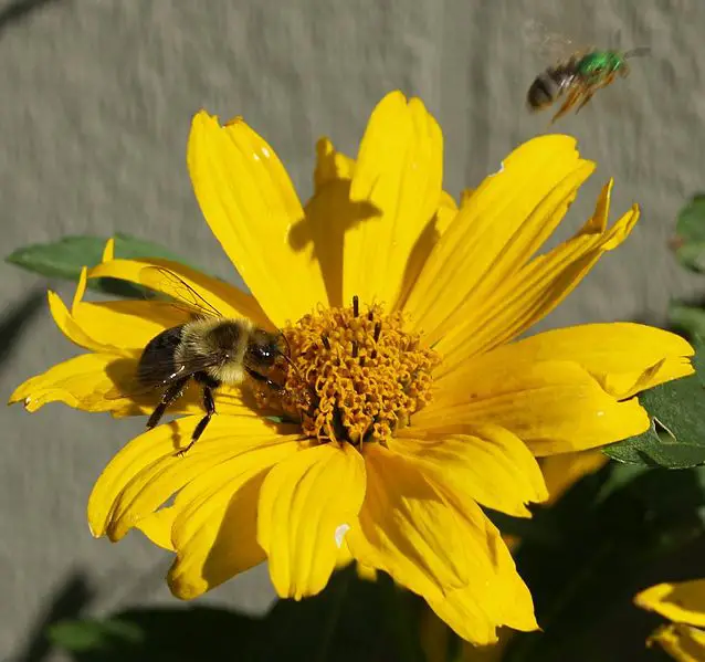 File:Sweat bee2.jpg