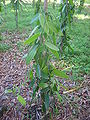 Thumbnail for version as of 02:48, 12 April 2008