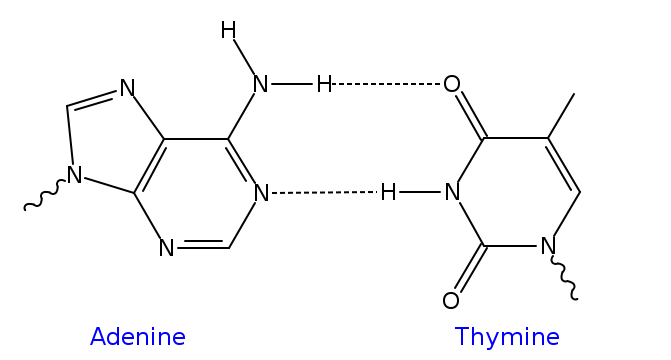 File:AT DNA base pair.svg