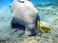 Thumbnail for version as of 14:24, 13 November 2008