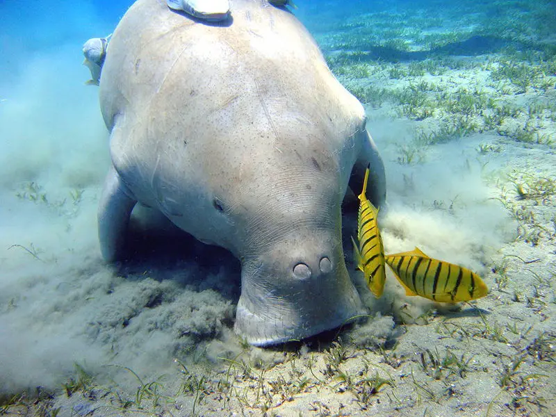 File:Dugong Marsa Alam.jpg